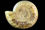 Ammonite (Kranosphinctites?) Fossil - Madagascar #123307-1